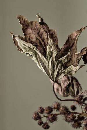 Dried branch, educational still life for drawing
