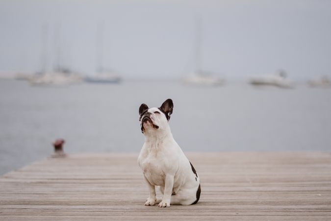 Cute dog on pier near sea