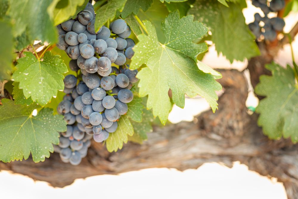 Vineyard with Lush, Ripe Wine Grapes on the Vine Ready for Harvest