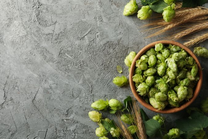 Fresh hop and wheat on gray background