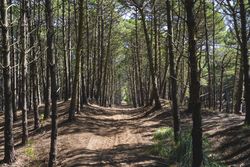 View of a path under the trees inside a forest