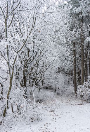 Winter snowy landscape