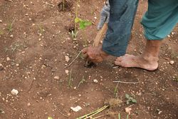 Looking down at farmer weeding plants in the soil