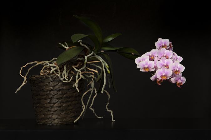 Blooming pink orchid in a flowerpot on a dark background
