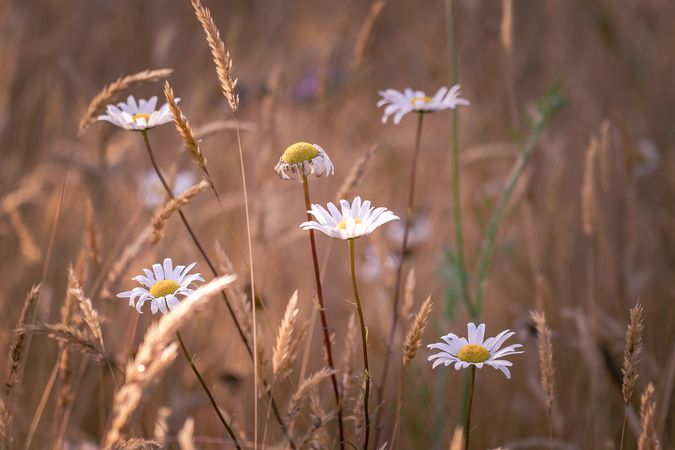 Field of long grass with daisies