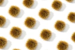 Sweet Chestnut and husk pattern background