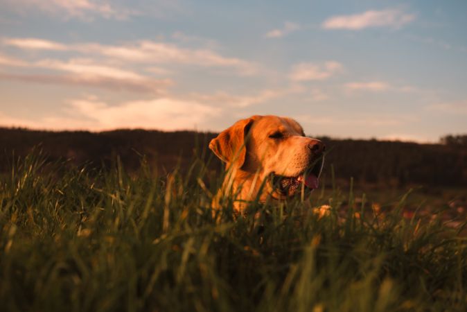 Dog between field and blue sky