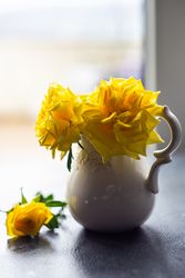 Yellow roses in a vase