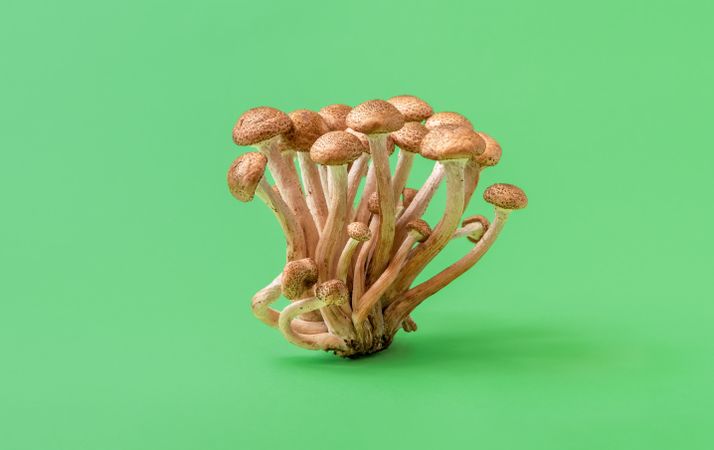 Wild mushrooms bundle isolated on green background