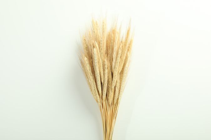 Top view of bunch of dried flowers centered in composition