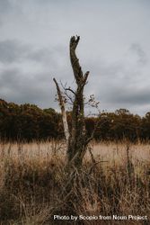 Leafless tree on brown grass field under gray cloudy sky 4O1Vj0