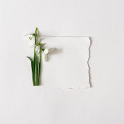Snowdrop flowers and light paper note