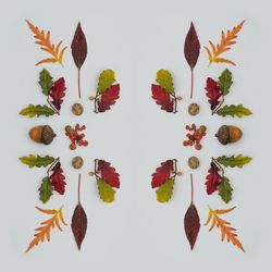 Symmetrical lay out of autumnal leaves on light background