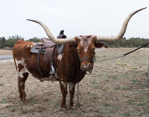 Texas long horned cattle shot in field with saddle Bandera, Texas