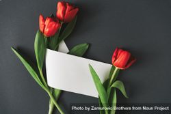 Tulips on gray background with paper card 47ZGr5