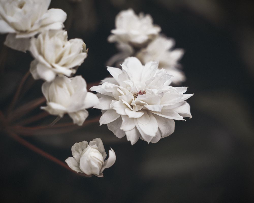Dahlia bush growing outside on dark background