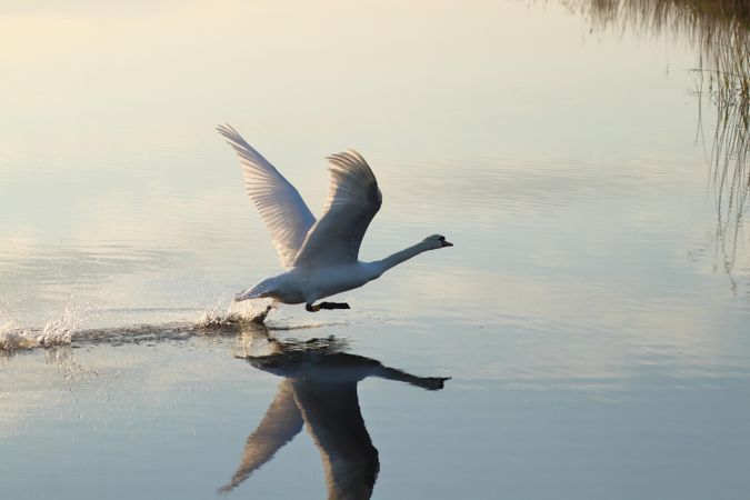 Swan taking off from calm lake early morning with reflection in water