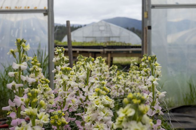 Fresh flowers growing in front of greenhouse