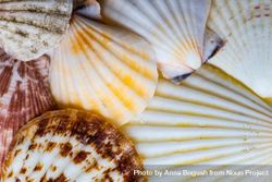 Close up of sea shells as a summer background 0gXzW8