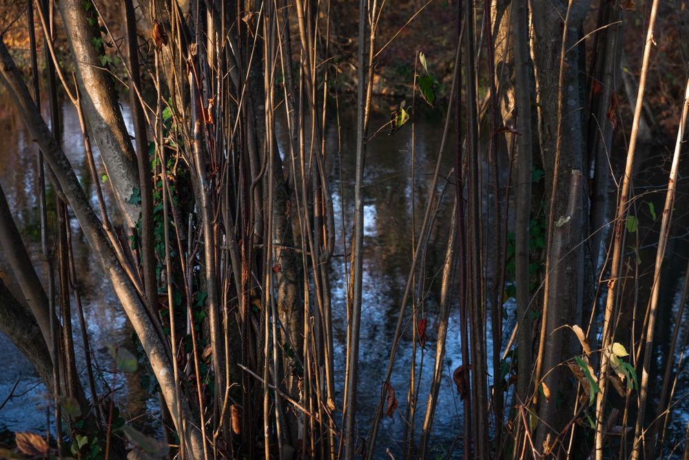 Thin trees growing next to a river