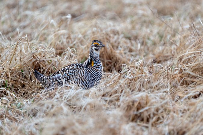 Prairie Chicken on the booming grounds at Hamden Slough National Wildlife Refuge in Hamden Township, Minnesota