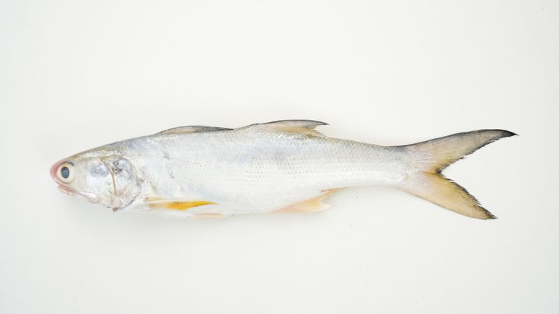 Yellow Croaker Fish, Ikan Ekor Kuning, isolated on light background