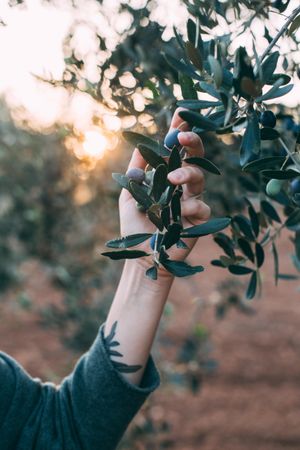Woman holding olive tree branches