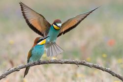 Birds standing on tree branch