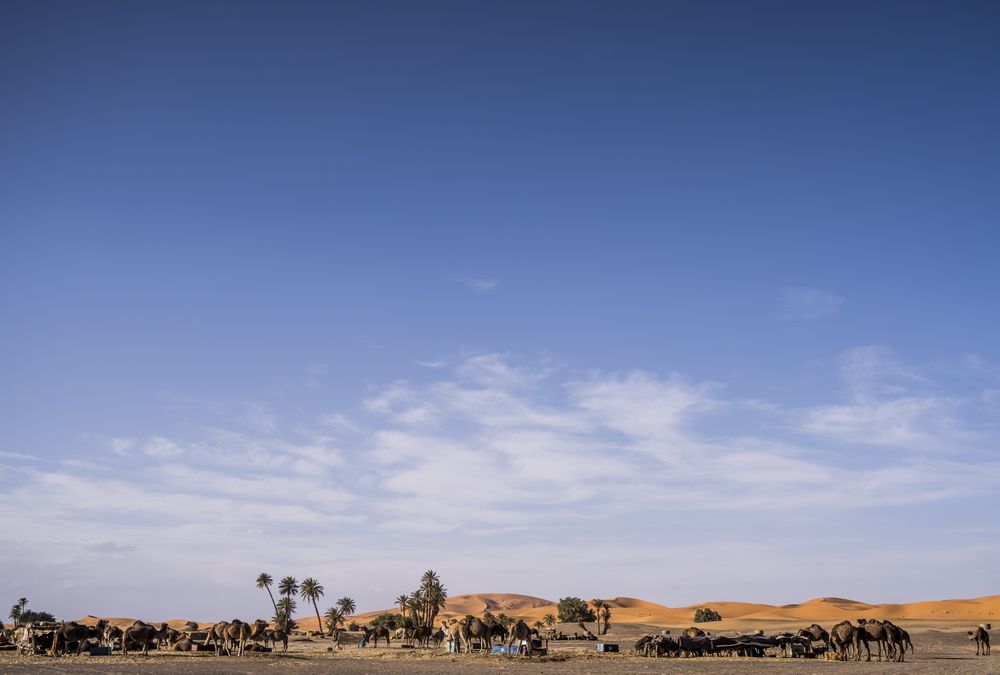 Camel camp at desert