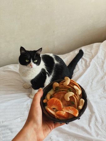 Cat on bed with person holding breakfast bowl