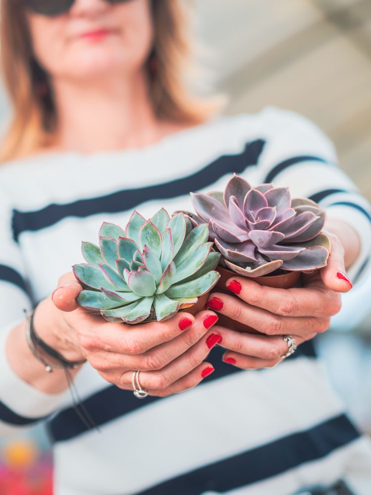 Female hands with beautiful gray succulent