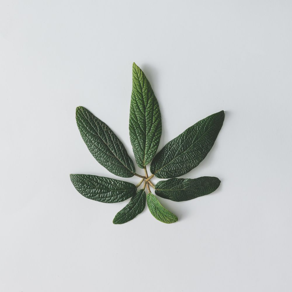 Green leaves on light background