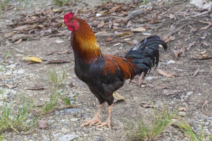 close up rooster in the farm