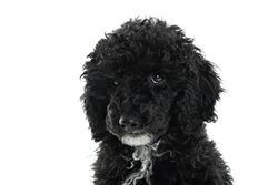 Portrait of cute dog