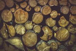 Wooden texture with pile of tree trunks