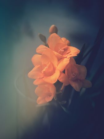 Pretty flower growing in garden