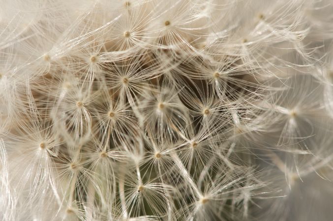 Macro Dandelion Blossom