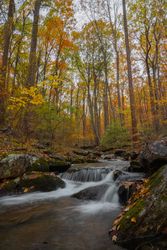 River in the middle of forest