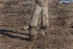 Grey horse hoofing in mud in bright day