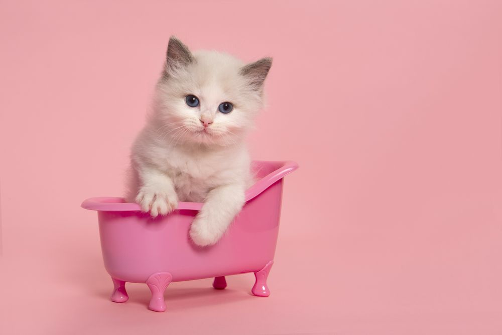 Cute ragdoll cat kitten sitting in a pink bathtub on a pink background