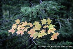 Autumn maple leaves and evergreen needles on the Oberg Mountain Trail Head in Tofte, Minnesota bEMkVb