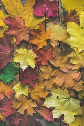 Top view of autumnal maple leaves of yellow, orange and red
