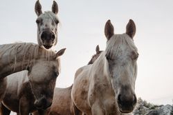 Funny horses on meadow
