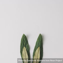 Bunny rabbit ears made of natural green leaves on bright background 42JJq4