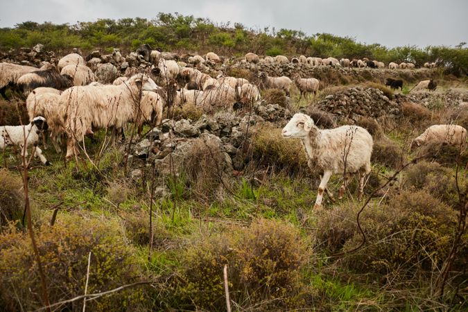 Pasturing cow on field in mountains