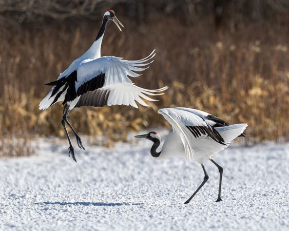 Red-crowned crane on snow covered ground