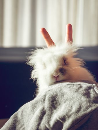Faceless person showing rabbit ears gesture near rabbit