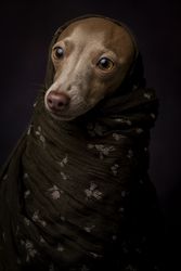 Italian Greyhound dog with scarf