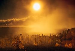 Burning woodland in bright sunlight