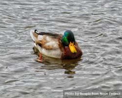 Mallard duck on body of water 0gqKX4